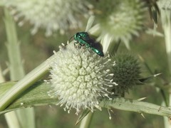 Temnosoma