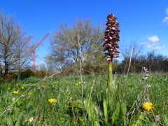 Himantoglossum robertianum