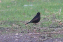 Turdus merula