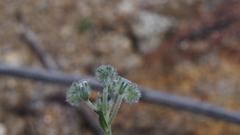 Cryptantha muricata jonesii