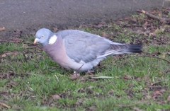 Columba palumbus