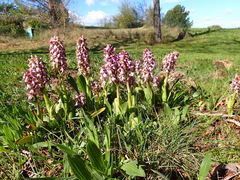 Himantoglossum robertianum