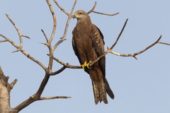 Milvus migrans migrans