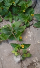 Calyptocarpus vialis