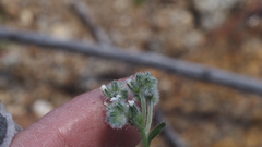 Cryptantha muricata jonesii