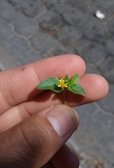 Calyptocarpus vialis