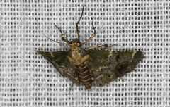 Arescoptera haplocala