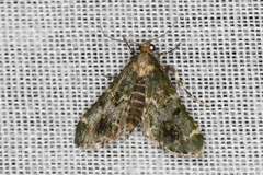 Arescoptera haplocala