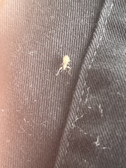 Pandeleteius nodifer