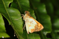 Saturnus reticulata