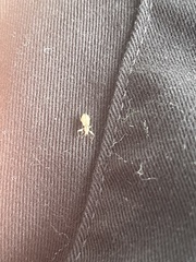 Pandeleteius nodifer