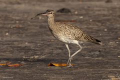 Numenius phaeopus phaeopus