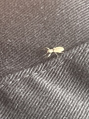 Pandeleteius nodifer