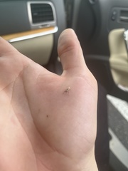 Pandeleteius nodifer