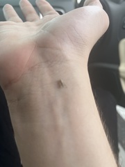 Pandeleteius nodifer