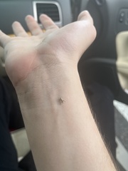 Pandeleteius nodifer