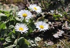 Bellis perennis