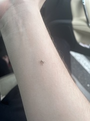 Pandeleteius nodifer