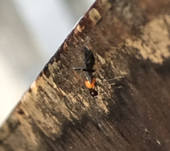 Pseudoxenetus regalis