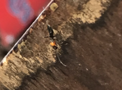 Pseudoxenetus regalis