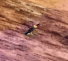 Pseudoxenetus regalis