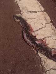 Bothrops jararacussu