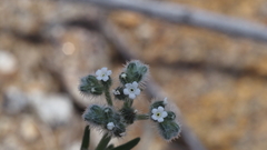 Cryptantha muricata jonesii