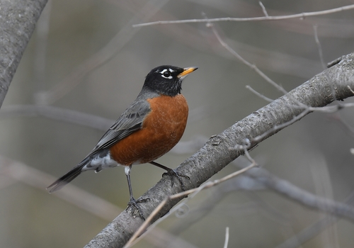 American Robin photographed in Missouri