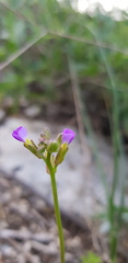 Arabis verna