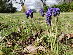Muscari neglectum