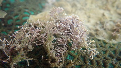 Amphiroa