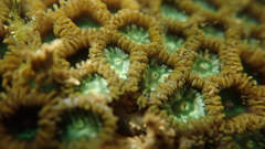 Zoantharia