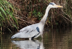 Ardea cinerea