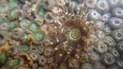 Anthopleura handi