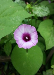 Ipomoea grandifolia