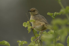 Cisticola erythrops
