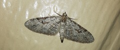 Eupithecia bolterii