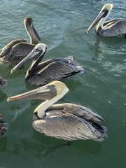 Pelecanus occidentalis