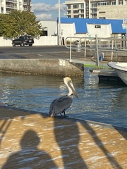 Pelecanus occidentalis