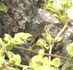 Sceloporus grammicus