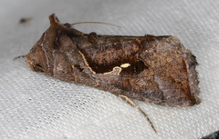 Chrysodeixis subsidens