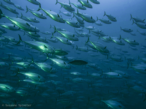 Mackerel Tuna