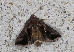 Chrysodeixis subsidens