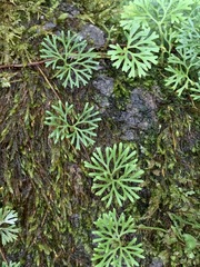 Elaphoglossum peltatum