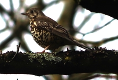 Turdus viscivorus