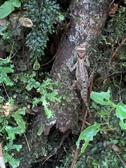 Anolis tropidolepis