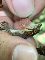 Anolis tropidolepis