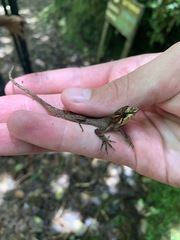 Anolis tropidolepis