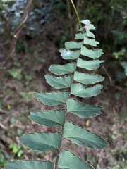 Adiantum latifolium