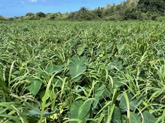 Paspalum fasciculatum
